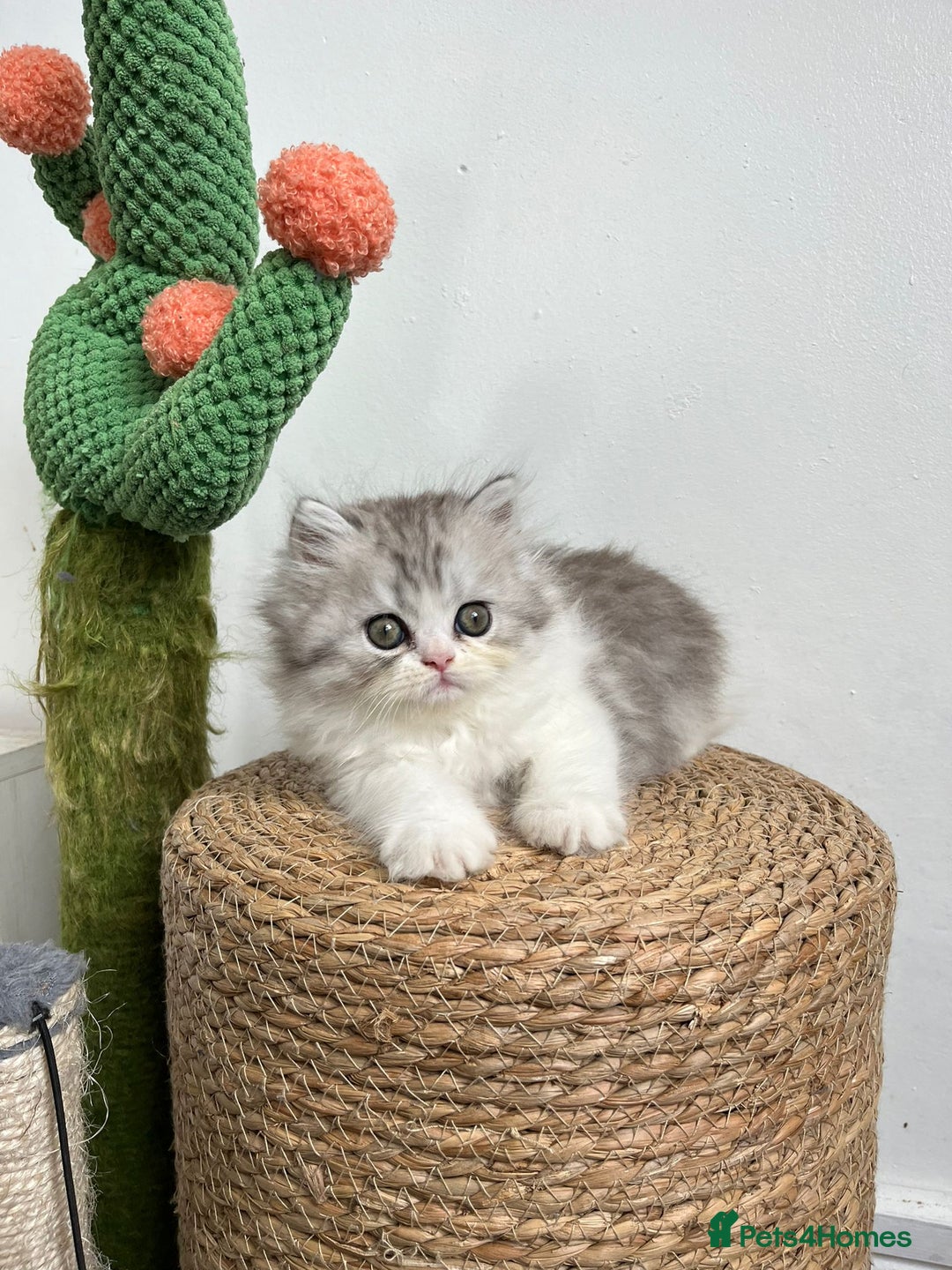 Persian cats for sale: Persian kittens for sale  - Image 7