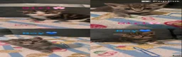 Mixed Breed cats for sale: Beautiful kittens🐱 - Advert 6