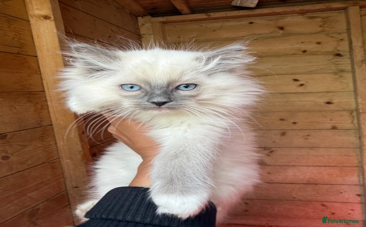 Ragdoll cats - Advert 8
