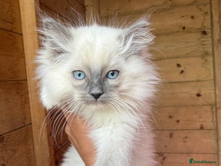 Ragdoll cats - Advert 4