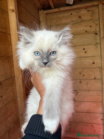 Ragdoll cats - Advert 4