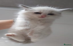 Ragdoll cats for sale: RAGDOLLS GIRLS BOYS BICOLOUR SEAL POINT BLUE EYES  - Image 19