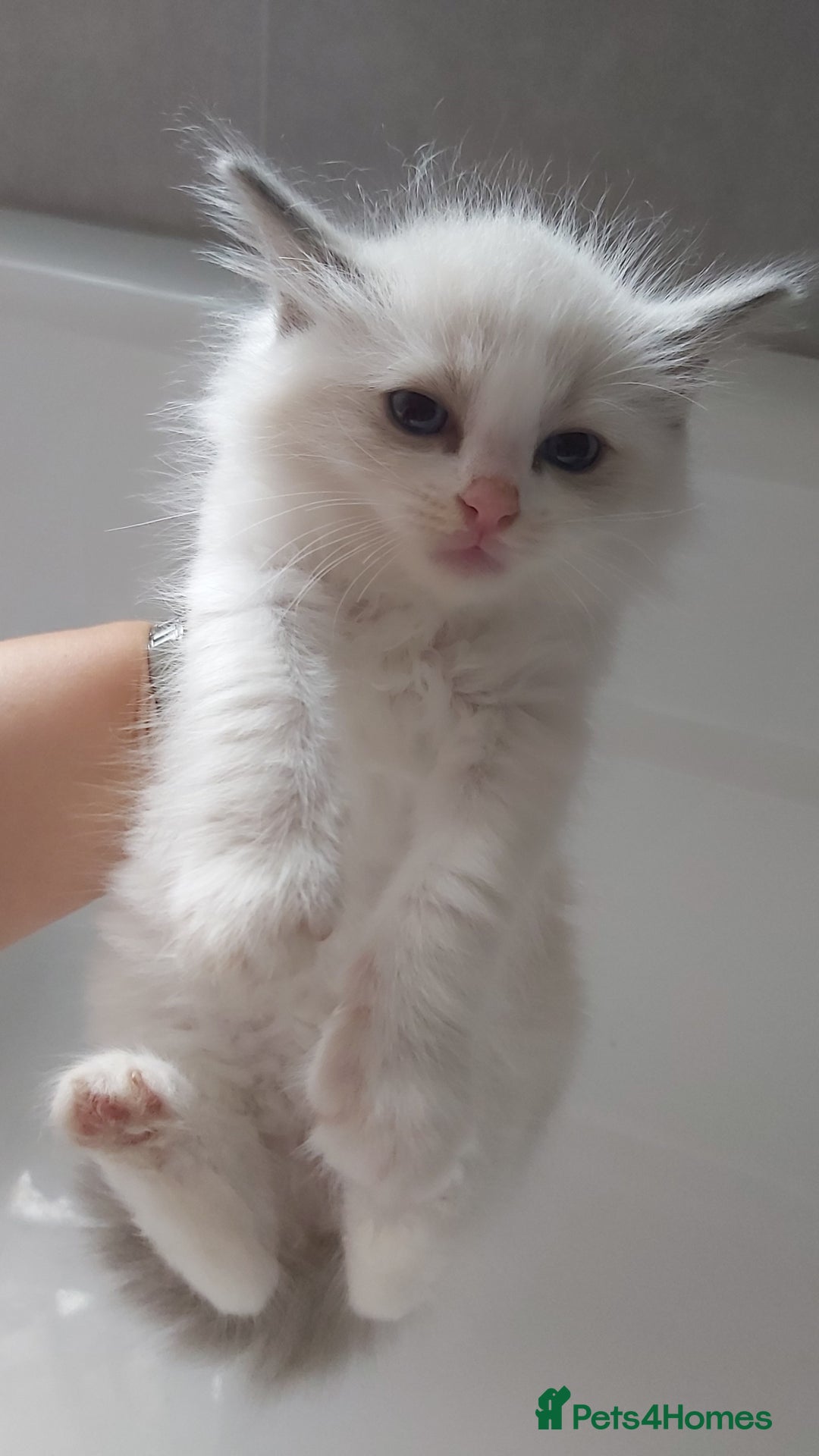 Ragdoll cats for sale: RAGDOLLS GIRLS BOYS BICOLOUR SEAL POINT BLUE EYES  - Image 19