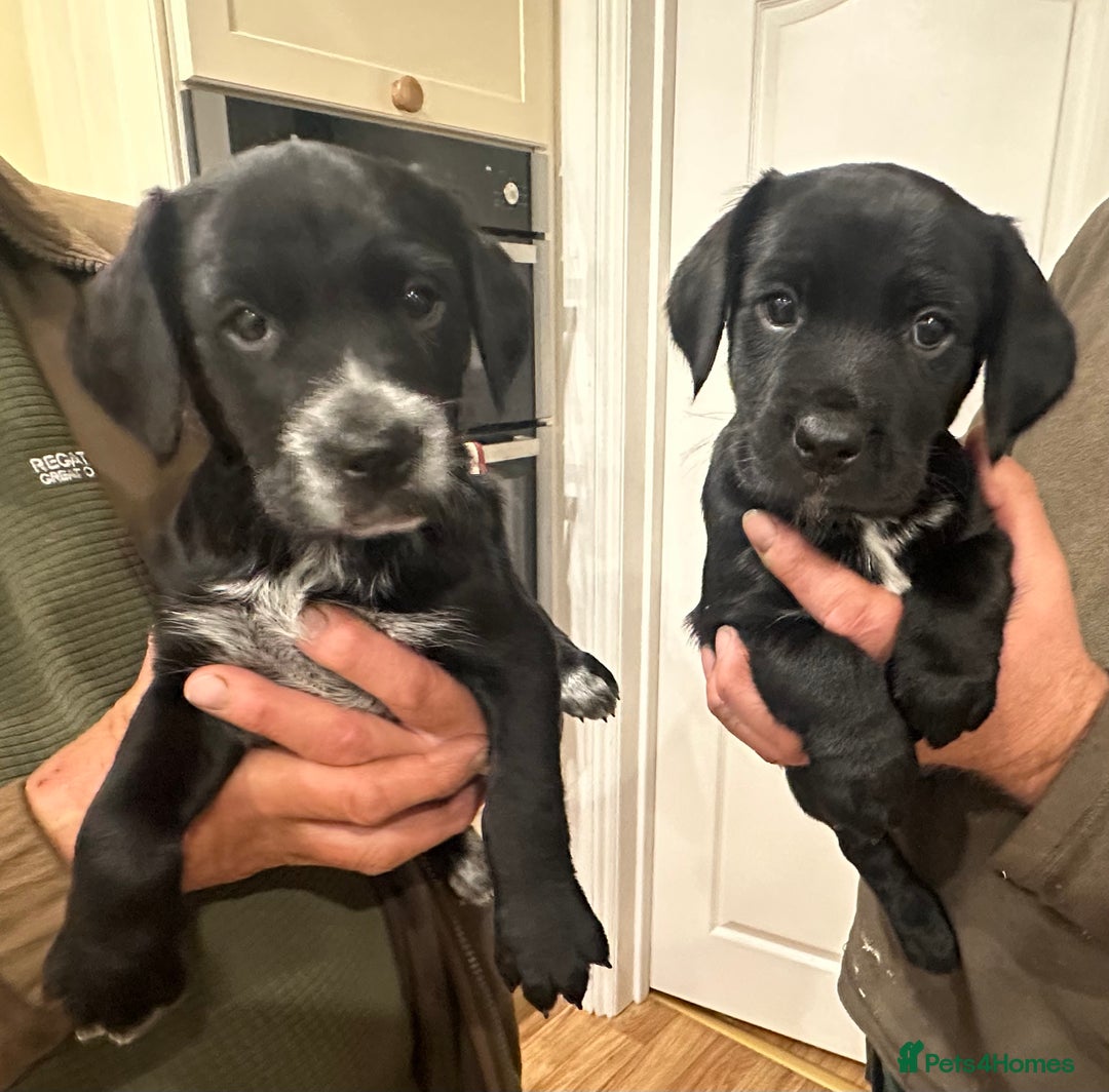 Mixed Breed dogs for sale: Sprockerdor puppies for sale - Image 2