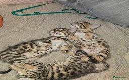 Bengal cats for sale: Bengal Kittens  - Image 13