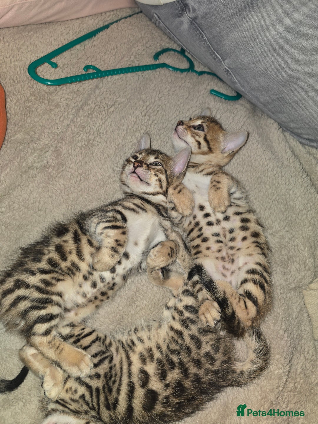 Bengal cats for sale: Bengal Kittens  - Image 13