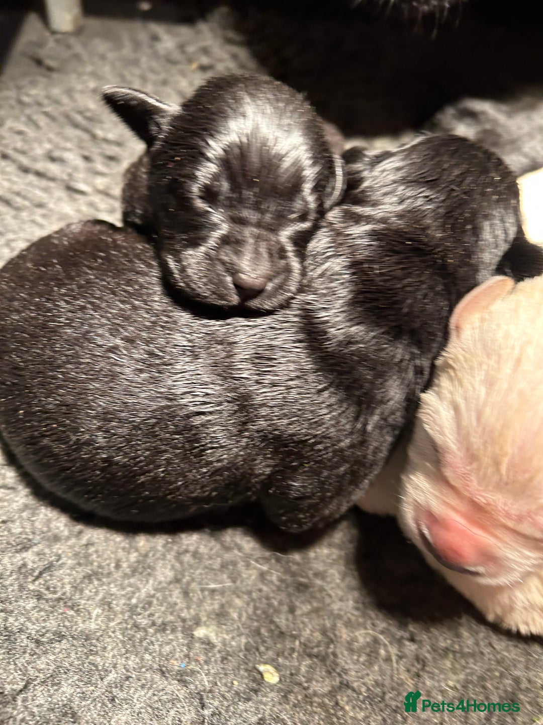 Labrador Retriever dogs for sale:  Kc reg Show type labrador puppies  - Advert 6
