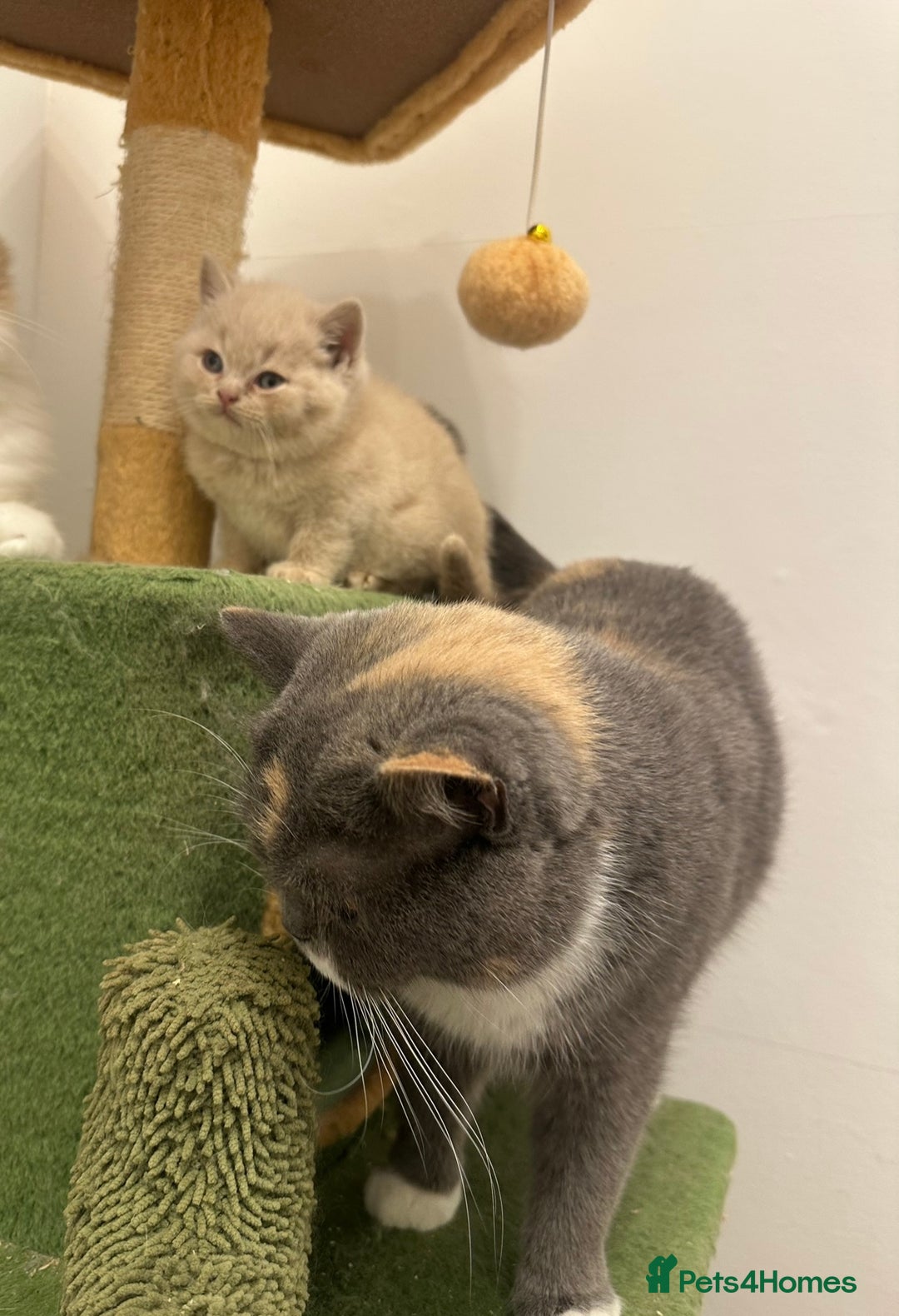 British Shorthair cats for sale: Beautiful Cream British Short hair boy READY NOW - Advert 2