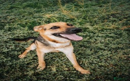 Mixed Breed dogs for adoption: Robin - Image 3