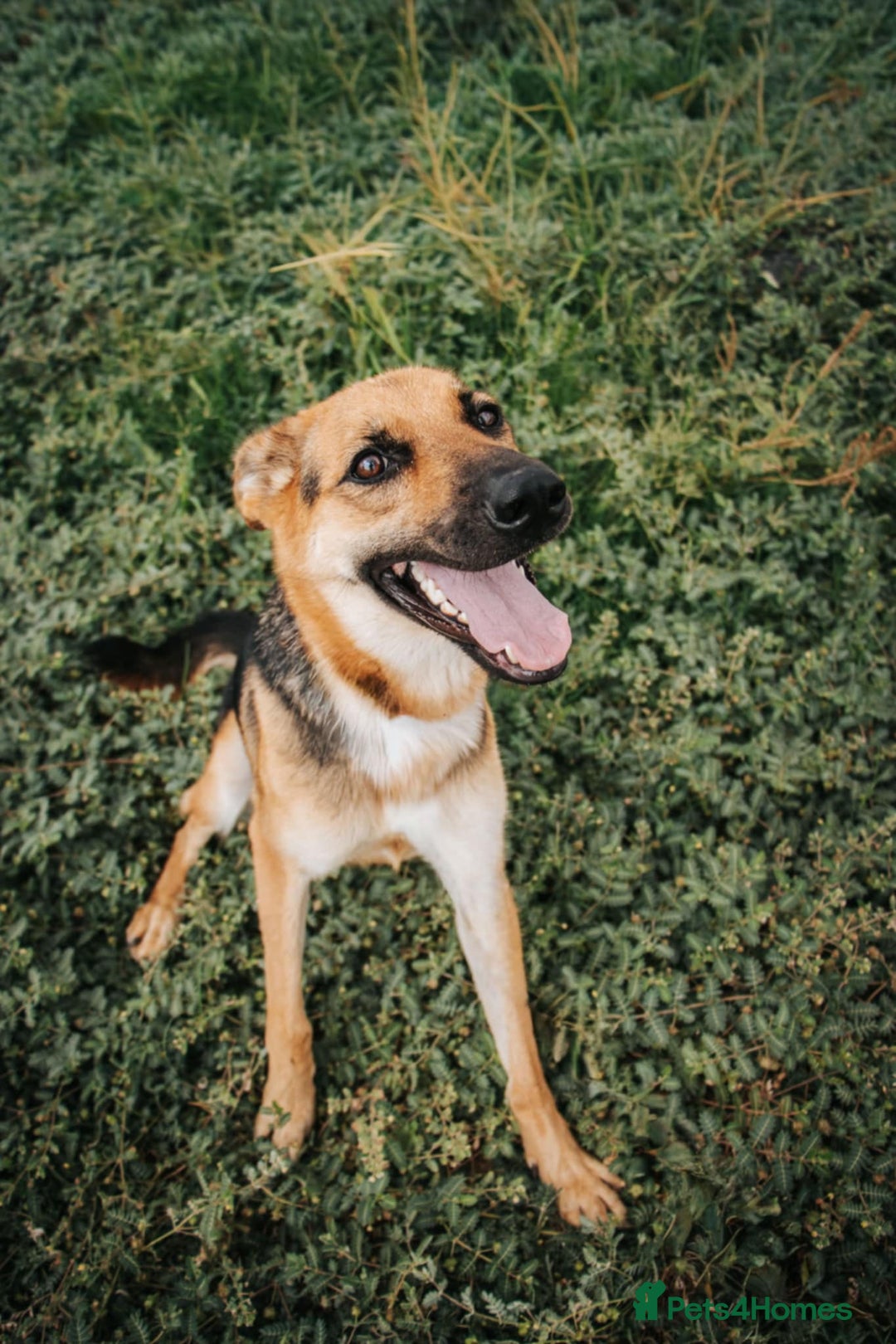 Mixed Breed dogs for adoption: Robin - Image 3