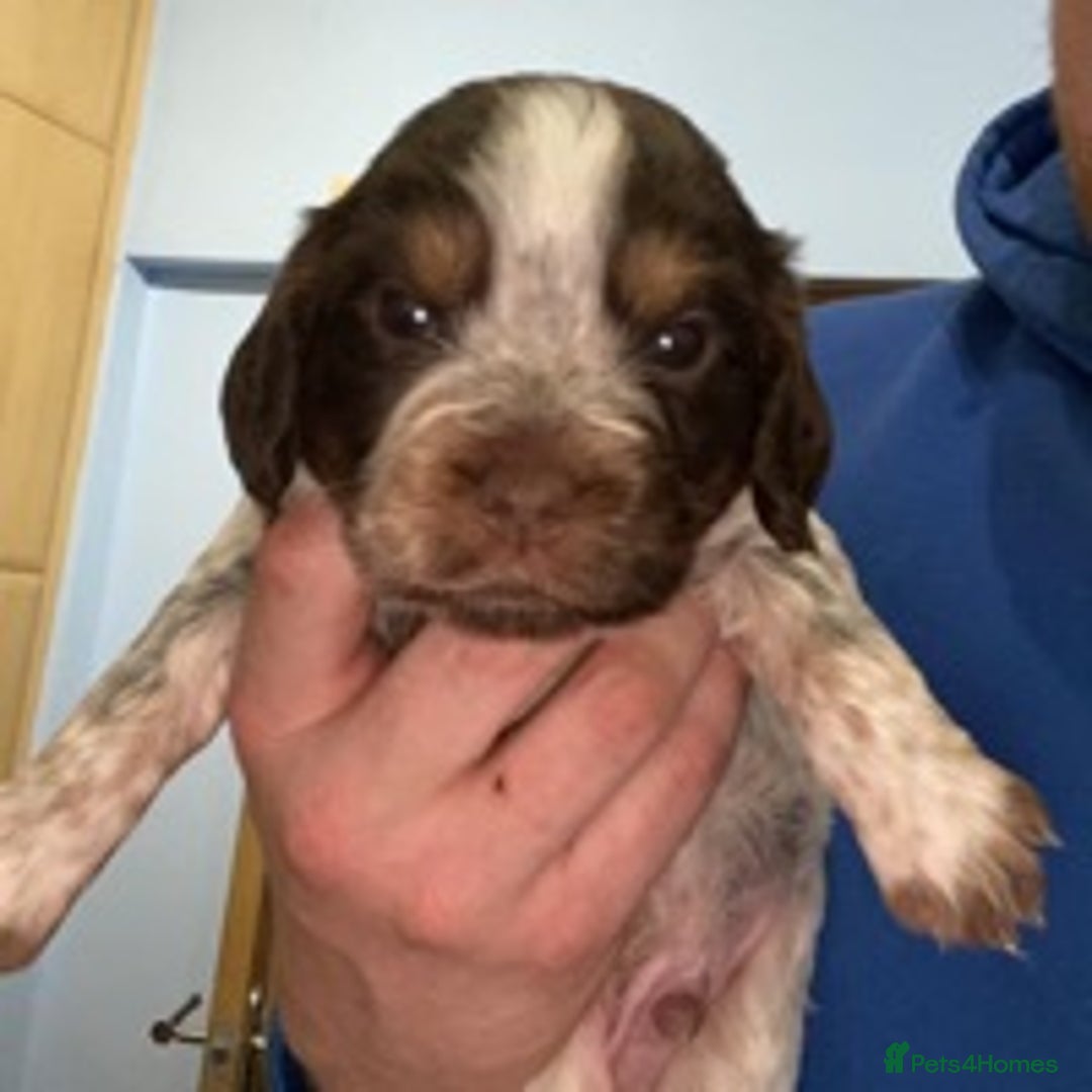 Cocker Spaniel dogs for stud: 🔥KC COCKER SPANIEL STUD🔥 in Gateshead - Advert 2