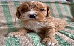 Cavapoo dogs for sale: CAVAPOO 5* LICENSED BREEDERS - Image 5
