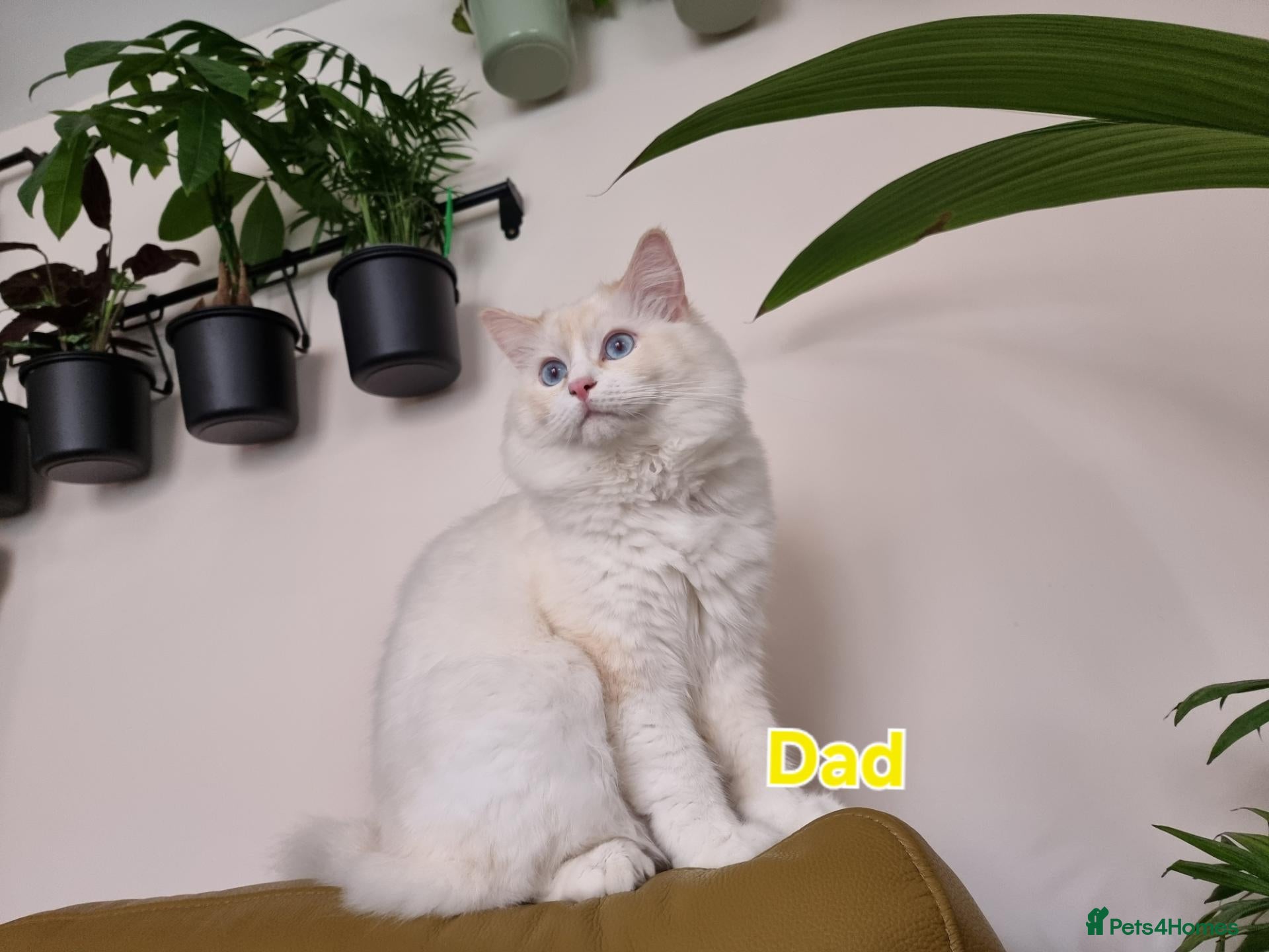 Ragdoll cats for sale: A very rare litter of kittens.  - Advert 1