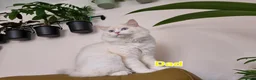 Ragdoll cats for sale: A very rare litter of kittens.  - Advert 1