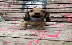 Miniature Dachshund dogs for sale: Stunning true to type KC Reg Miniature LH babies - Image 2