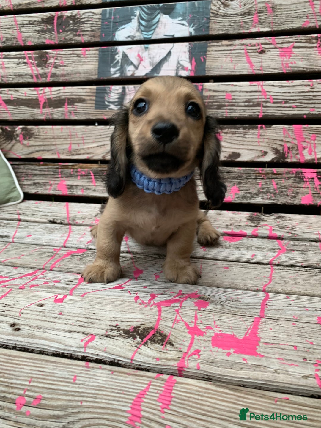 Miniature Dachshund dogs for sale: Stunning true to type KC Reg Miniature LH babies - Image 2