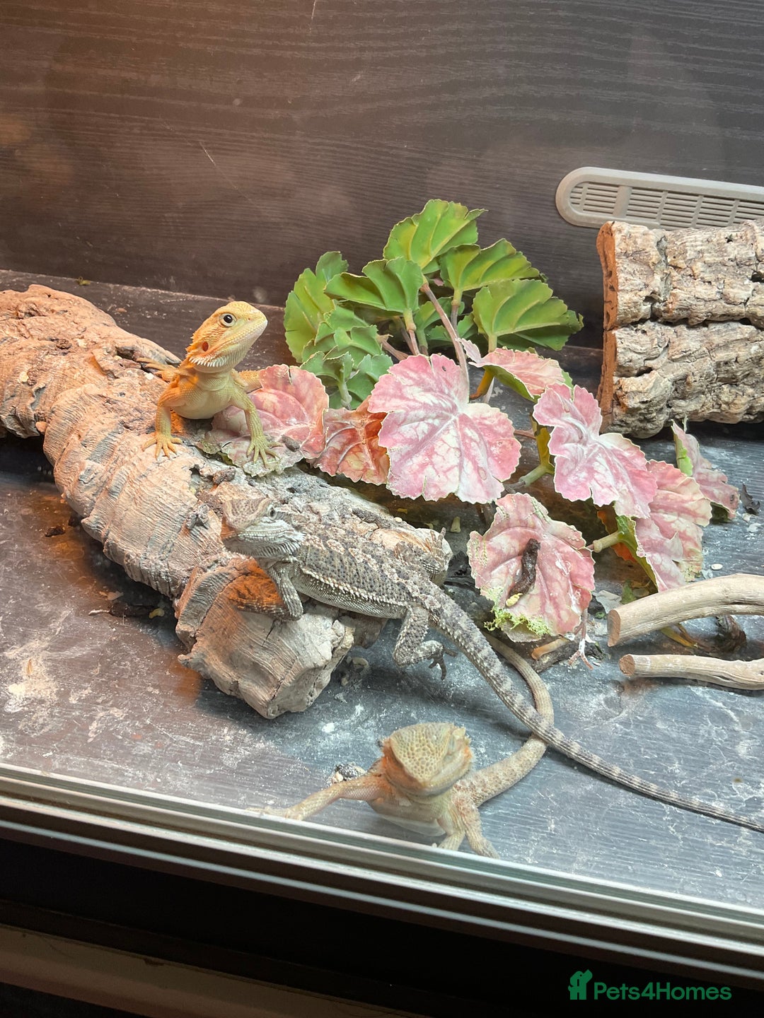 Bearded Dragon reptiles for sale: 3 Baby Bearded Dragons - Advert 3