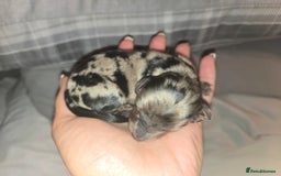 Miniature Dachshund dogs for sale: ✨️Beautiful silver dapple female✨️ - Image 11
