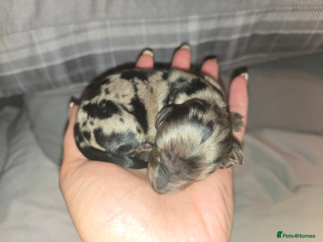 Miniature Dachshund dogs for sale: ✨️Beautiful silver dapple female✨️ - Image 11