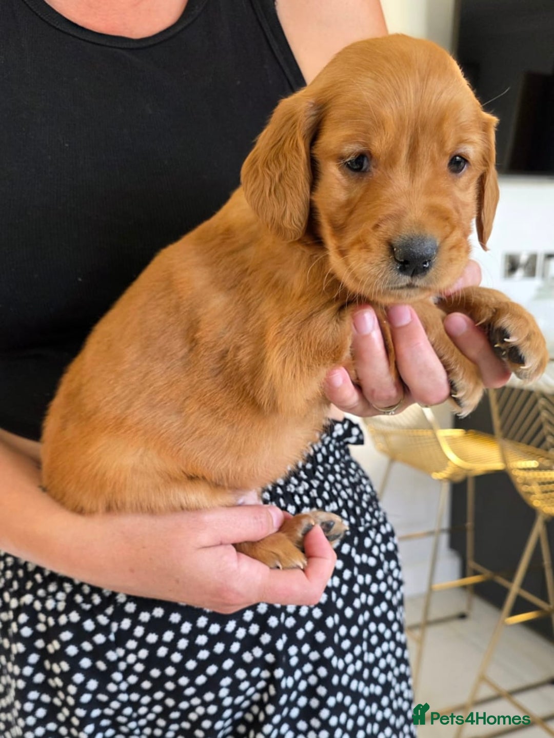 Golden Retriever dogs for sale: Dark Working Golden Retriever puppies  - Image 17