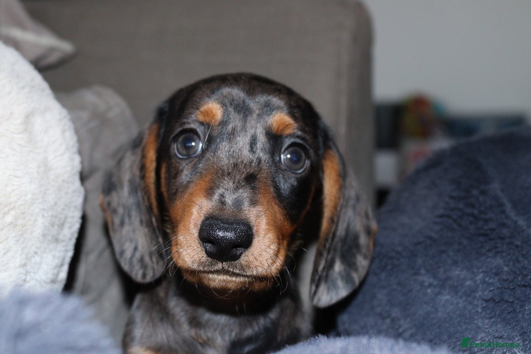 Miniature Dachshund dogs for sale: Stunning Miniature dachshunds  - Image 12