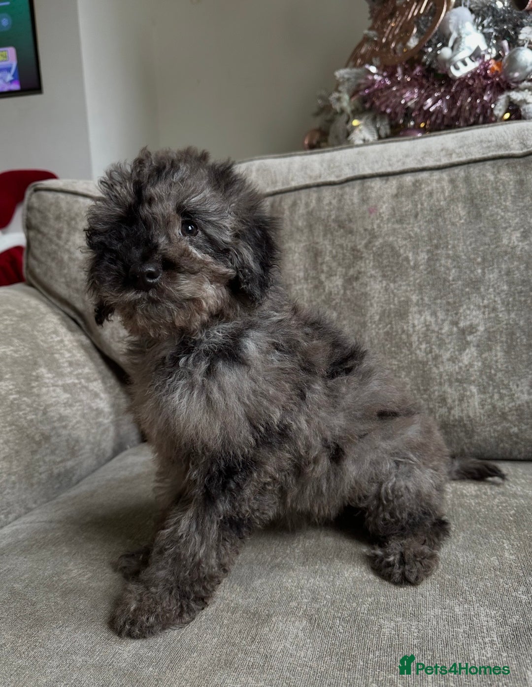 Cockapoo dogs for sale: Outstanding Cockapoos’s  - Advert 4