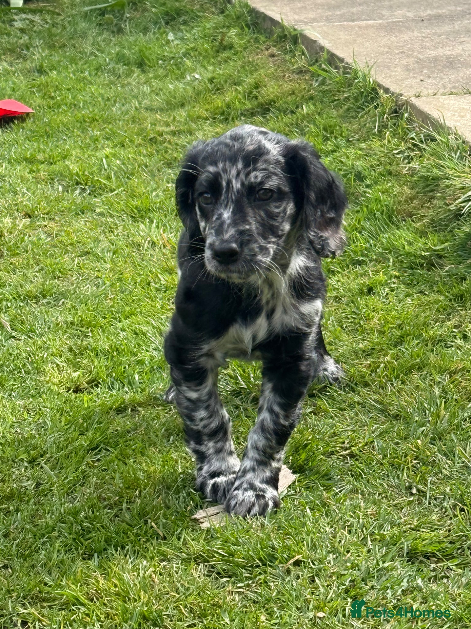 Cockapoo dogs F1b cockapoos merl girl left - Advert 1