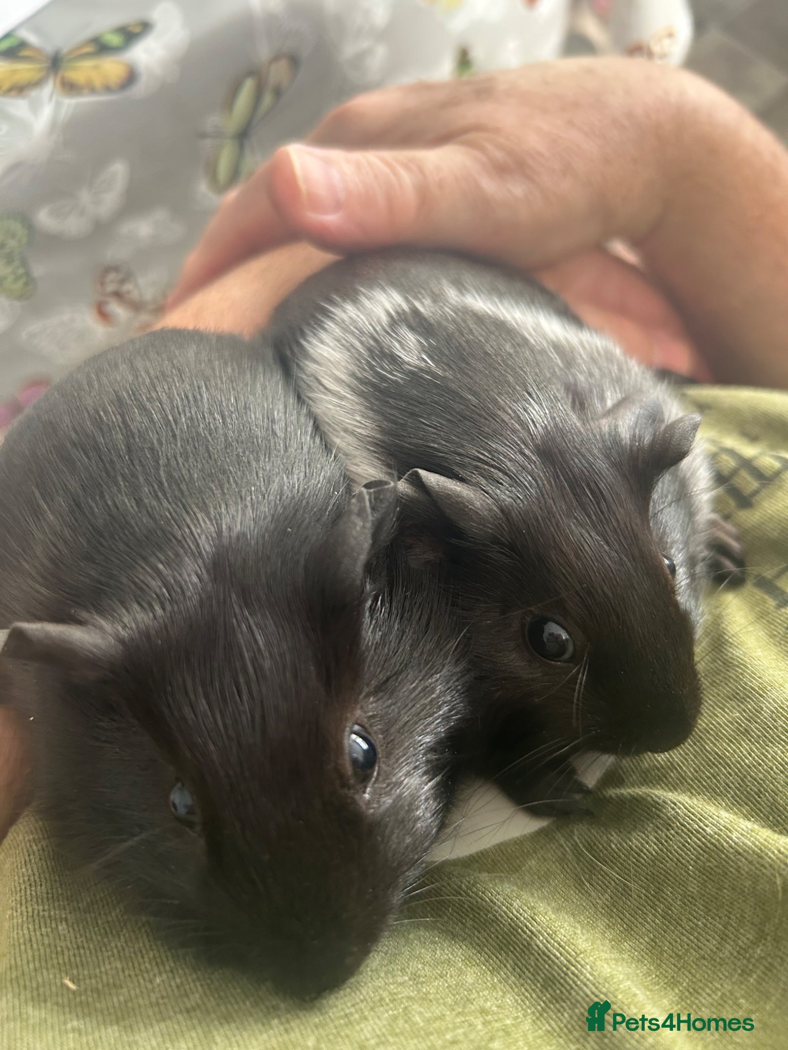 Guinea Pig rodents BONDED BABY GUINEA PIGS £50 A PAIR SOWS AND BOARS - Advert 2