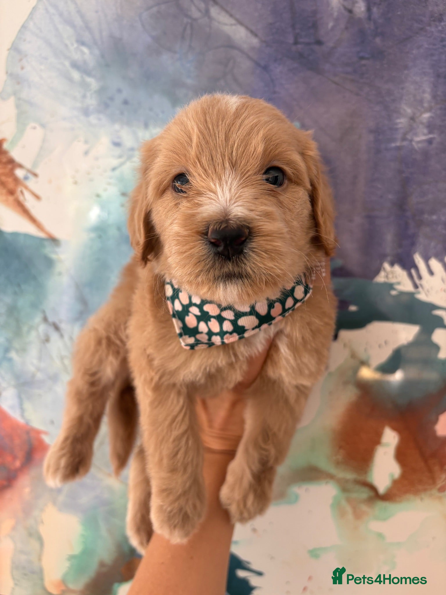 Goldendoodle dogs Multigenerational Goldendoodle Girl Licensed - Advert 15