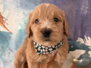 Goldendoodle dogs Multigenerational Goldendoodle Girl Licensed - Advert 15
