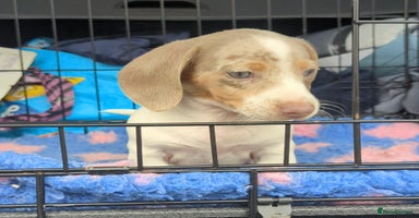 Miniature Dachshund dogs - Advert 3