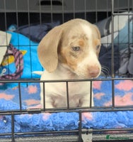 Miniature Dachshund dogs - Advert 3