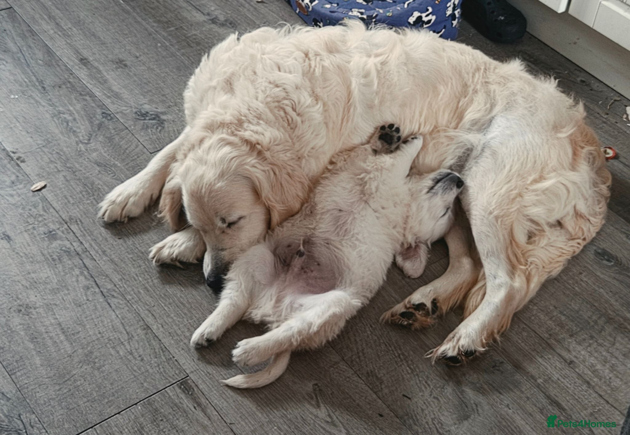 Golden Retriever dogs Exceptional  health tested male Golden Retriever - Advert 2