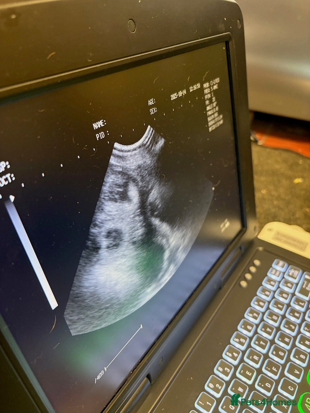 Golden Retriever dogs for sale: Gorgeous KC Registered Goldies. 5 Star Reg.Breeder - Advert 5