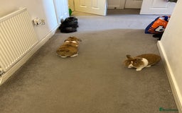 Mixed Breed rabbits for sale: Male and female rabbit  - Image 2