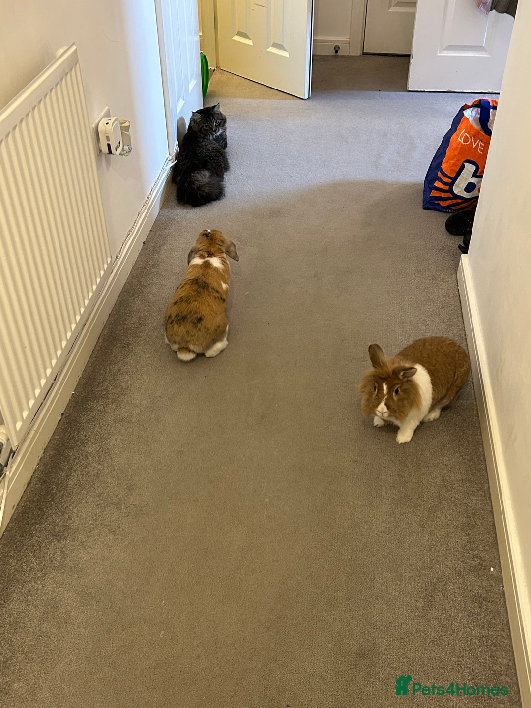 Mixed Breed rabbits for sale: Male and female rabbit  - Image 2