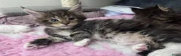 Maine Coon cats for sale: Stunning TICA Registered Mainecoons - Advert 8