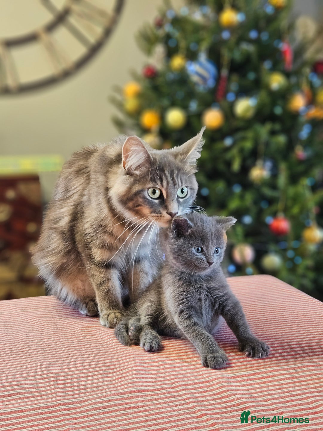 Maine Coon cats for sale: Adorable Maine Coon cross litter for sale - Advert 12