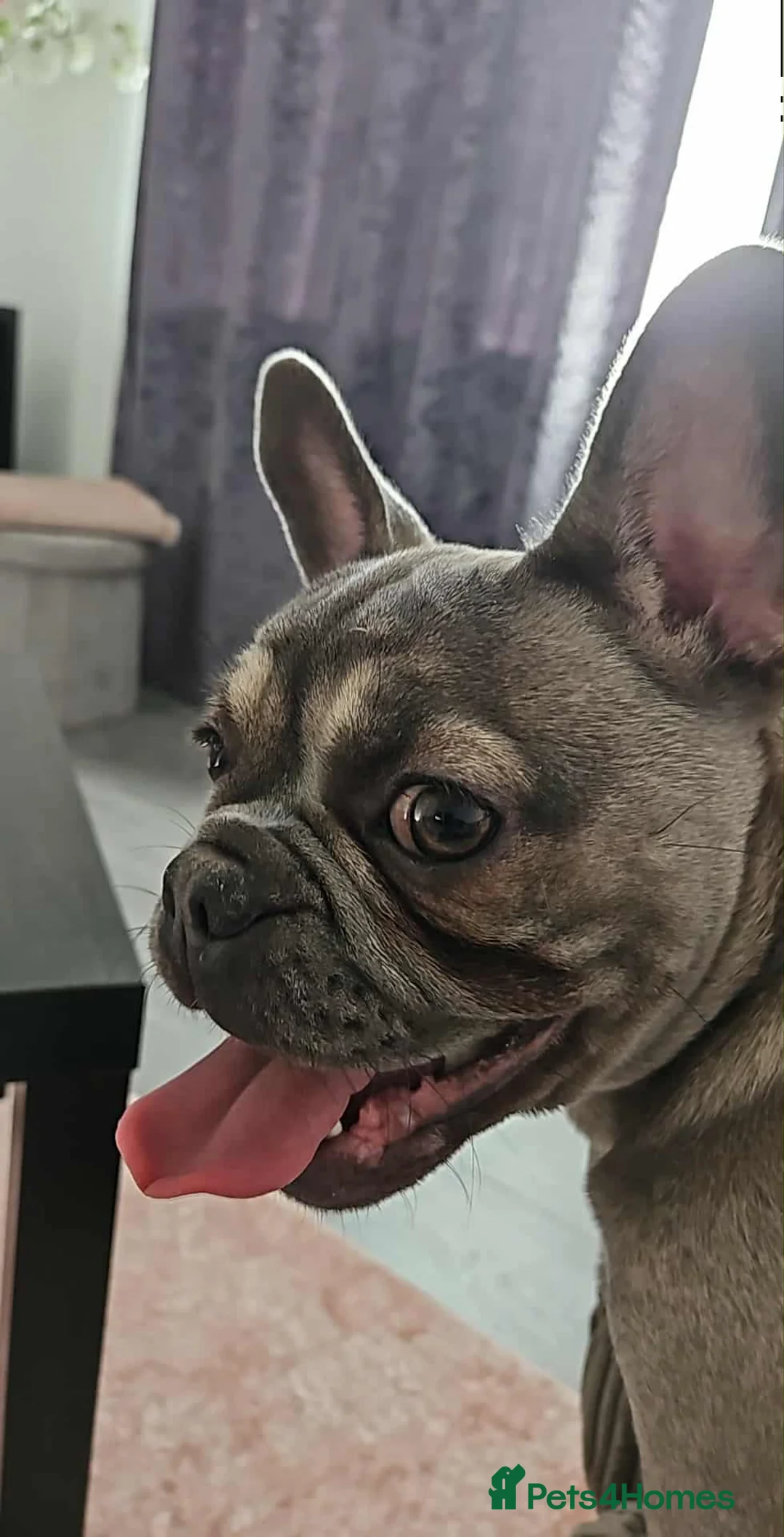 Frug dogs for sale: Female Frug - Advert 4