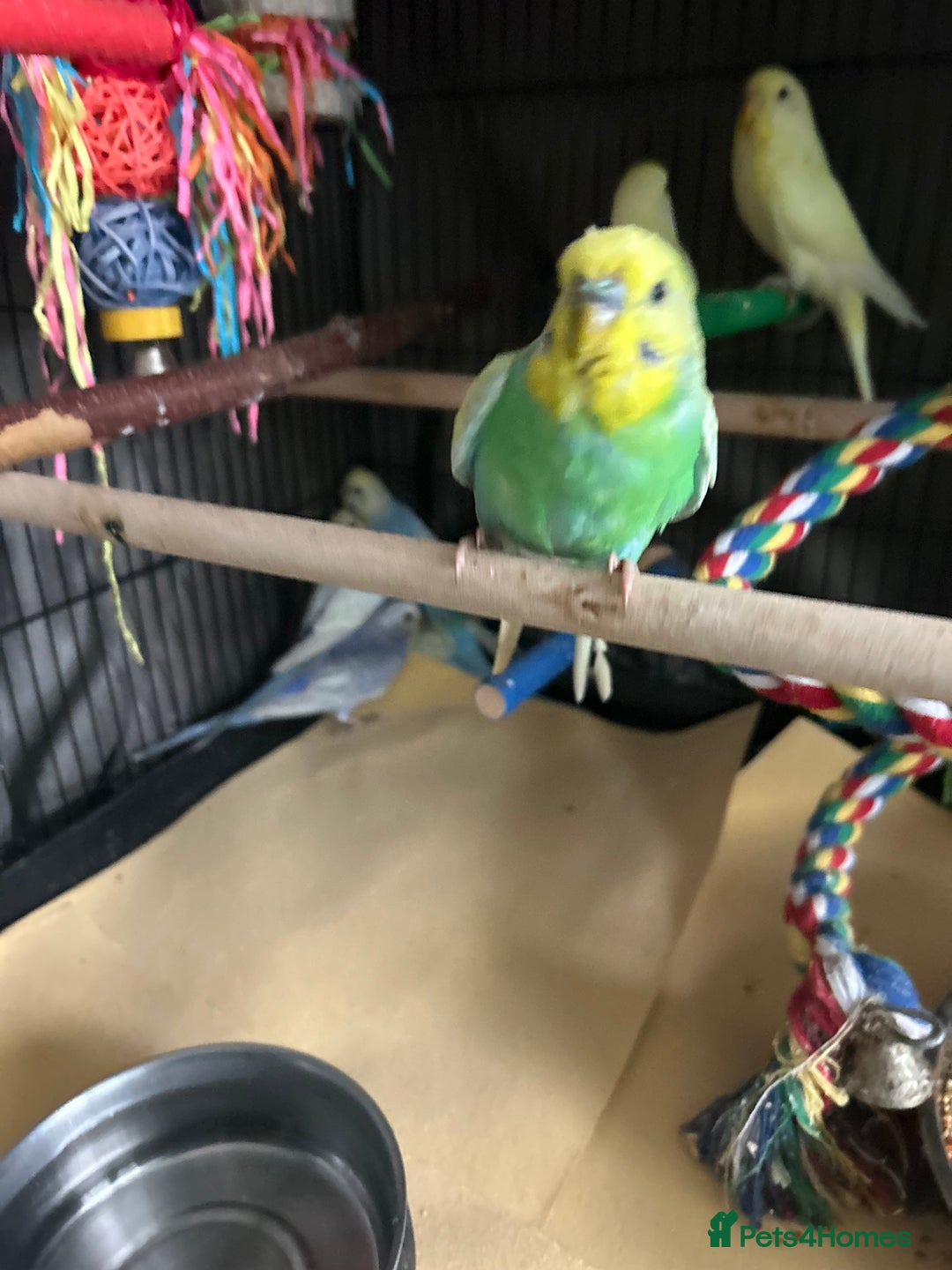 Budgerigars birds for sale: BEAUTIFUL BABY BUDGIES FIR SALE - Image 5