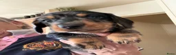Dachshund dogs for sale: Wire Haired Dachshund Tweenies - Advert 12