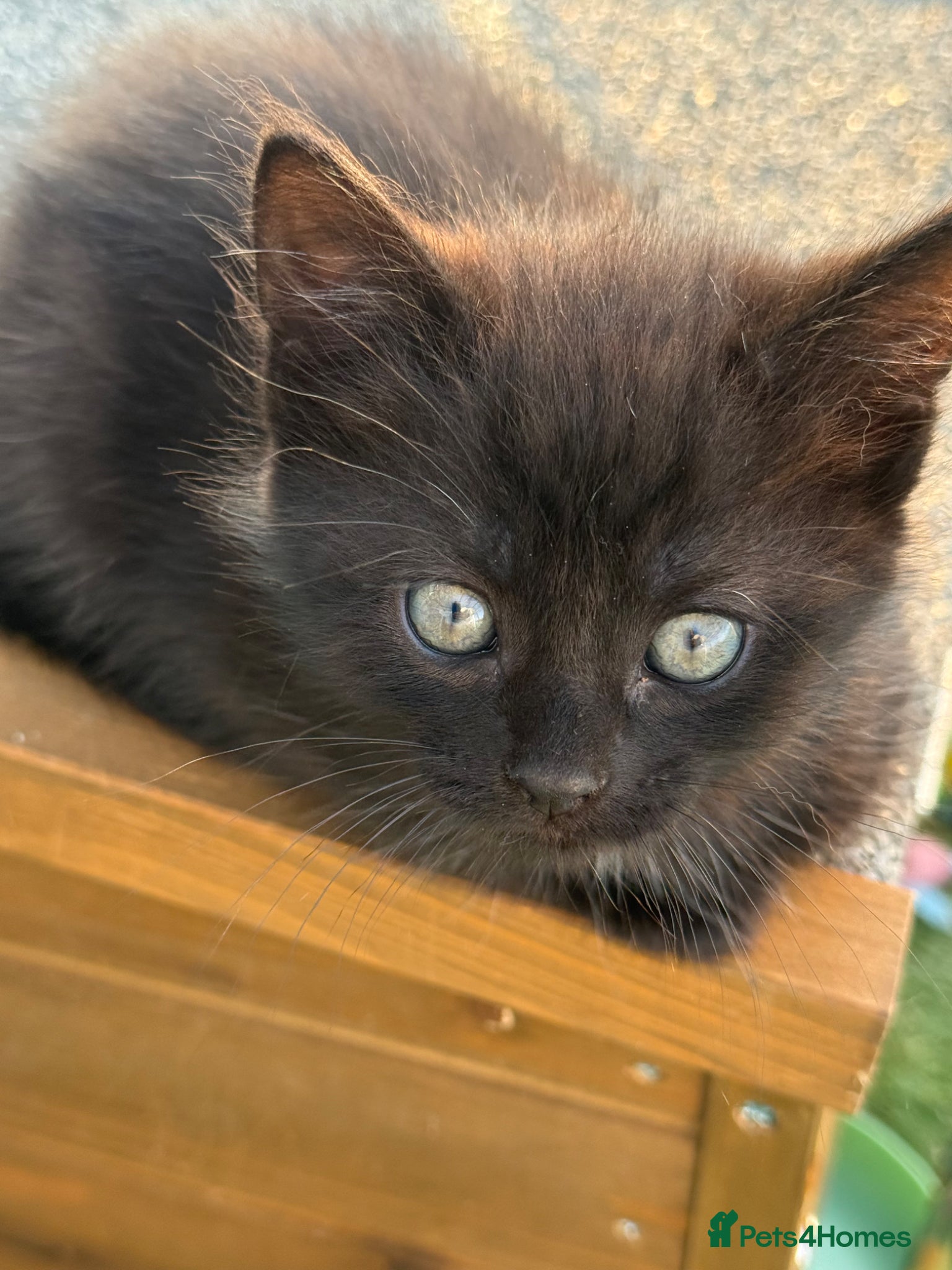 Mixed Breed cats Gorgeous Long Haired Tuxedo and Black Kittens - Advert 8