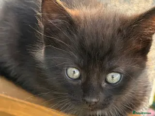 Mixed Breed cats Gorgeous Long Haired Tuxedo and Black Kittens - Advert 1