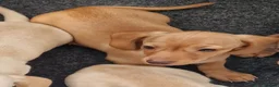 Dachshund dogs for sale: Ready Now, amazing colours - Advert 4