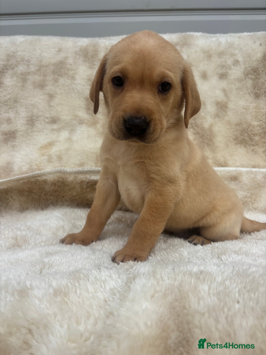 Labrador Retriever dogs for sale: 8 Kennel club reg  health tested chunky Labradors  - Image 15
