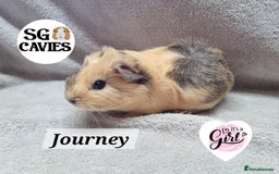 Guinea Pig rodents for sale: Stunning baby guinea pigs available  - Image 6