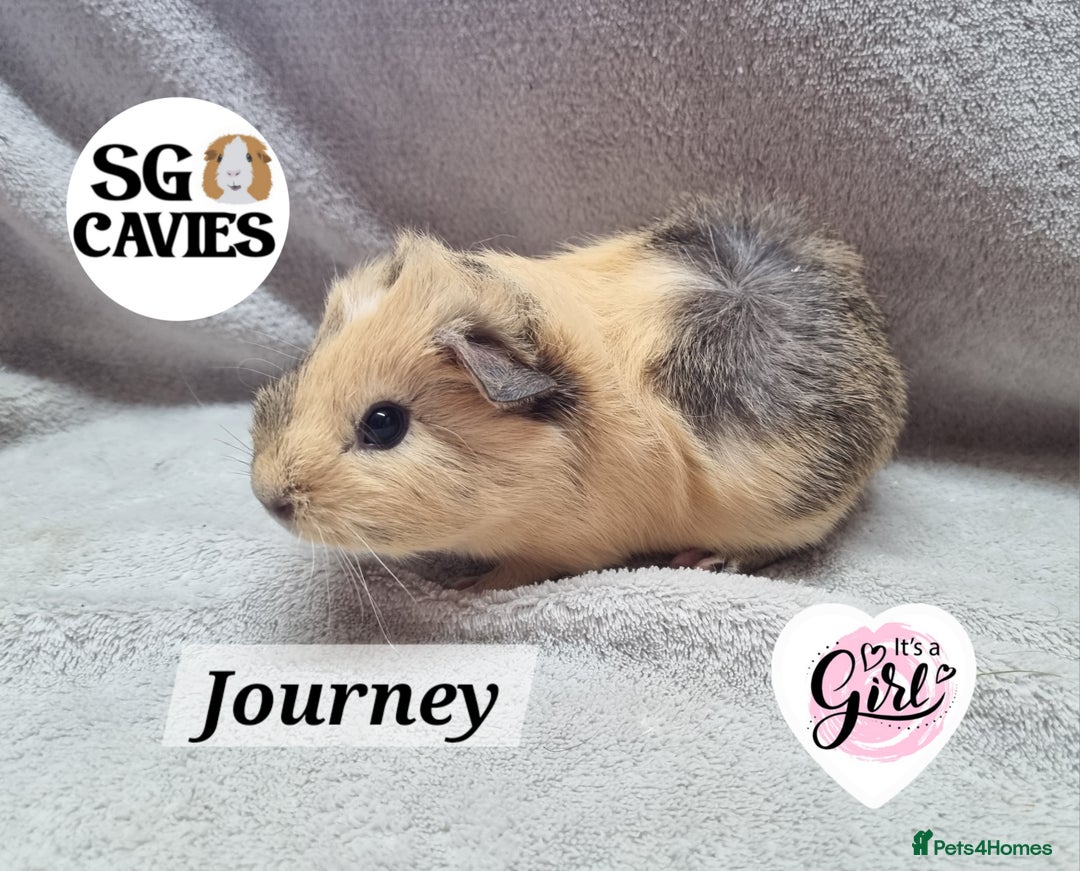 Guinea Pig rodents for sale: Stunning baby guinea pigs available  - Image 6