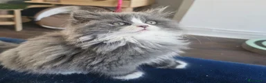 British Longhair 2