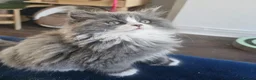British Longhair cats for sale: 2 girls 1 boy British longhair mix - Advert 7