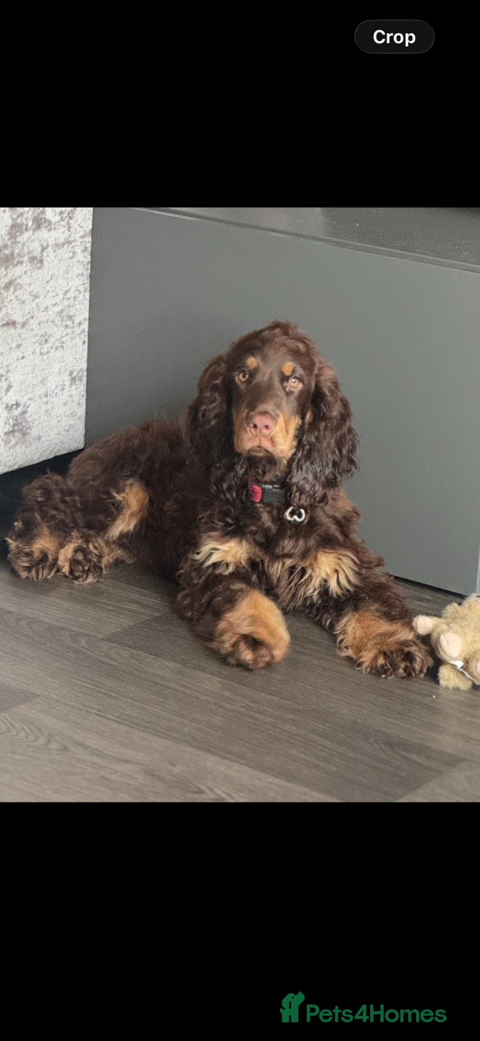 Cocker Spaniel dogs 8 month old for rehome  - Advert 13